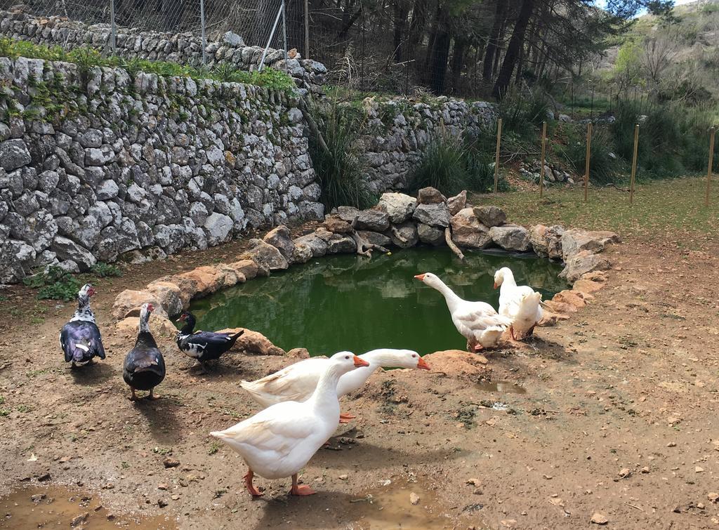 Finca Ses Fontanelles Andratx Eksteriør billede